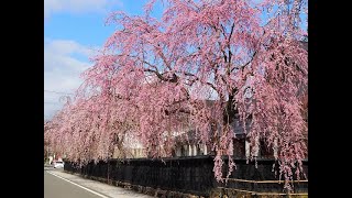 2021年4月15日 角館桜開花状況3 [upl. by Chobot]