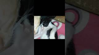 Vai boro don rokter badonforyoupageシ catlovers viralvideo viralyoutubeshorts sad love viral [upl. by Dante]