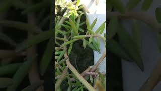 moss green 💚💚video viral sajan buttika ped [upl. by Ardnuat805]