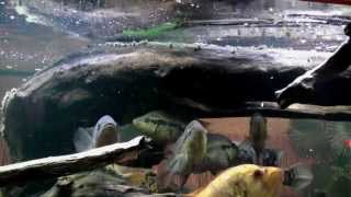 Big cichlids feeding with dried Gammarus  wwwcichlidportalsk [upl. by Notsruht]