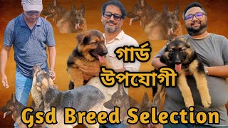 German Shepherd Guard dog selection Best guard dogGsd puppy priceDog farm in Bangladesh gsdbd [upl. by Lanti]