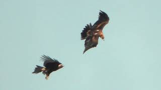 wedge tail eagles flying [upl. by Harol]