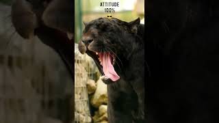 A jaglion is the offspring between a male jaguar and a female lion🐯🦁Attitude Status❤️😎 Subscribe👇 [upl. by Tolmach560]