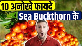 10 अनोखे फायदे Sea Buckthorn के  Sea Buckthorn Benefits  Sea Buckthorn Oil [upl. by Malo]