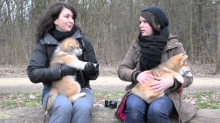 La socialisation des chiots [upl. by Nosemaj]