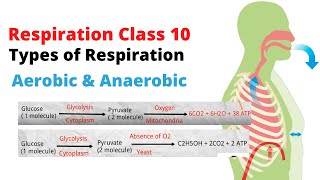 Respiration class 10  Types of respiration class 10  Aerobic respiration and anaerobic respiration [upl. by Uzzi9]