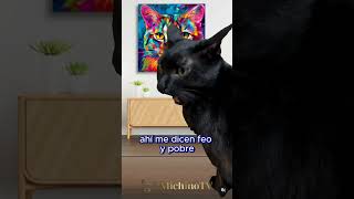 Qué dicen las MUJERES de ti 😹😹😹 gatos cat humor gatosgraciosos gatoschistosos [upl. by Alameda]