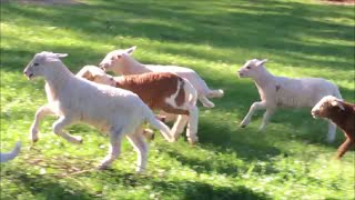 Baby Lambs At Play  Volumn 1 [upl. by Kazmirci]