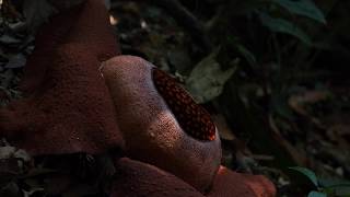 Rafflesia kerrii pollinators observation [upl. by Adamik]