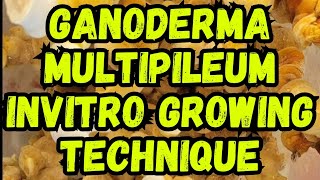 Ganoderma Multipileum Invitro Growing Technique🍄 Reishi mushrooms farming mycology fungi [upl. by Nahsyar]