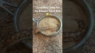 No Kenyan Sand Boas were harmed in the making of this video She loves digging in the sand [upl. by Ayar325]