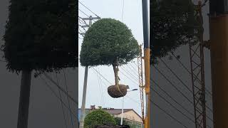 osmanthus fragrans tree Seedlings hoisting and Transplanting Process [upl. by Morty]