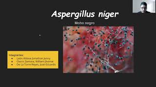 Aspergillus niger [upl. by Artur]