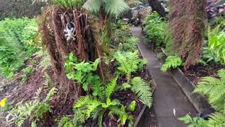 Our fernery 15th May 2024 [upl. by Rydder]