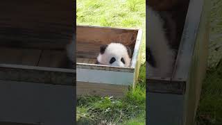 Look Baby panda is peeking out at you [upl. by Salvadore122]