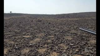 Sandgrouse hunting in Balochistan  2023 [upl. by Boulanger]