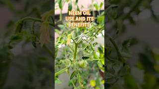 Neem Oil for Gardening Benefits amp How to Use It Effectively youtubeshorts neemoil [upl. by Leone15]