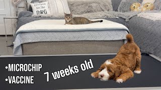 Our Australian Labradoodle Singleton Puppy Is 7 Weeks Old  EmmaXMitchell  FXW Dog Bed Review [upl. by Johanna]