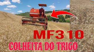 Colheita do Trigo MF310 [upl. by Aleekahs]