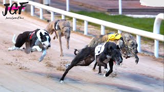 Greyhound race  These dog reach speeds of 75 kmh [upl. by Odla]