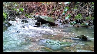 Das Geräusch des Wassers und der Gesang einer Nachtigall im Wald Entspannen Meditation ASMR [upl. by Araiek]