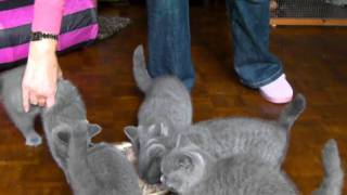 12 week old kittens enjoying their dinner [upl. by Ynos556]