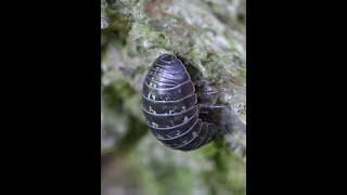 Rolypolies on the move Terrestrial isopod diversity in Maryland [upl. by Llednor474]