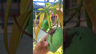 Watch Until The End This Is How To Plant Mango From Fruit So Easy gardening mangotree [upl. by Kinom862]