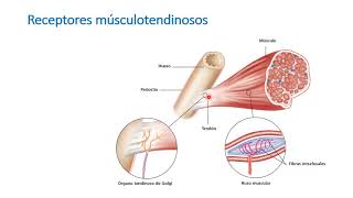 Reflejos medulares [upl. by Weingarten]