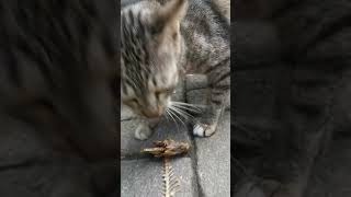 Fish bone mukbang wild cat cat cute catlover [upl. by Ennyl]