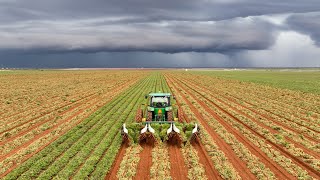 Best of 2022 Peanut Harvest [upl. by Leroi]