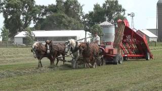 Baling Hay With Horses and Norden Mfg 1534 Hay Accumulator [upl. by Feld761]