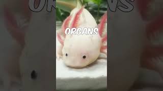 Did you know this about the Axolotl [upl. by Rosner]