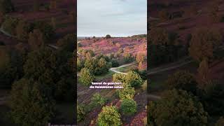 Wann blüht die Lüneburger Heide Blütezeit Shorts [upl. by Dodd]