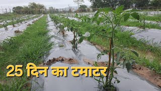 25 din ka grafted tamatar tomato agriculture grafted [upl. by Orten]