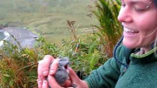 Cute forktailed storm petrel chick [upl. by Ittam189]