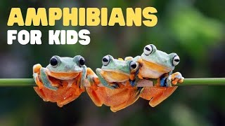 Amphibians  Educational Video For Kids  Amphibians Animals Names with Pictures [upl. by Deehan693]