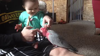 Infant amp Pet Parrot  Positive Interaction [upl. by Hcurob]