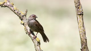 Dunnock singing [upl. by Egor601]