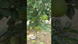 হলুদ মালটার প্রথম ফলন bangladesh tropicalfruit gardening farming fruit shorts [upl. by Aihsital]