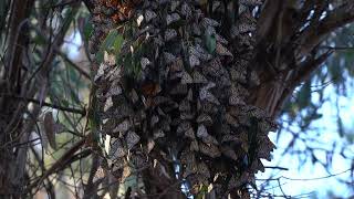 Goleta Monarch Butterflies [upl. by Leo]