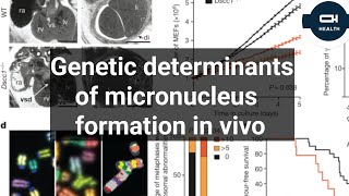 Genetic determinants of micronucleus formation in vivo [upl. by Bathilda]