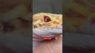 Eyes of a gecko spoky and blood eyes geckoleopard gecko eyes [upl. by Ashley]