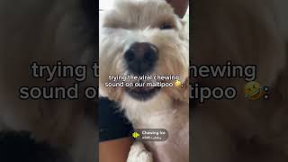 ADORABLE Maltipoo dog tries the VIRAL chewing filter 🤣  dog maltipoo viral [upl. by Hatokad]