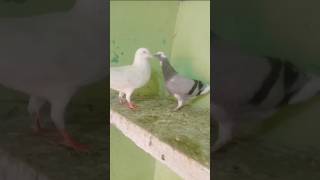 Yaad tujko ye mera pyaar aayegashots reels pigeon lovers [upl. by Calvert]