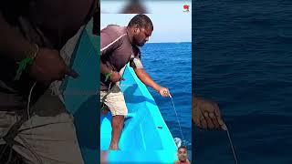 Catching King fish in the sea fishing kingfish fish fishkingtv fishhard fishingdaily gofish [upl. by Elohcim]