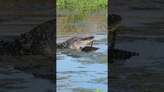 What could possibly be better than hearing an alligator bellow  growl Hearing two of course [upl. by Dwan]