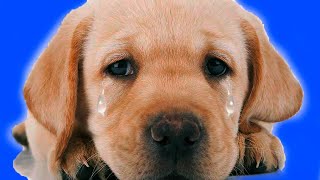 SAD DOGS DYING That Will Make You CRY 😢 Sad Dog TikTok Compilation Videos 2021  AdoraPup TV [upl. by Navada]