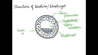 HOW TO DRAW THE BLASTULABLASTOCYST CH 3 CBSEISCNEET 12 [upl. by Adnowal]