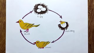 Bird life cycle drawingHow to draw Life cycle of bird step by step very easy [upl. by Puiia]